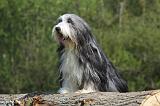 BEARDED COLLIE 138
